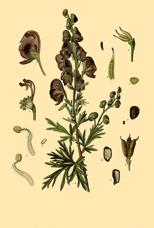 Aconitum napellus Drawing by Walther Otto Mueller