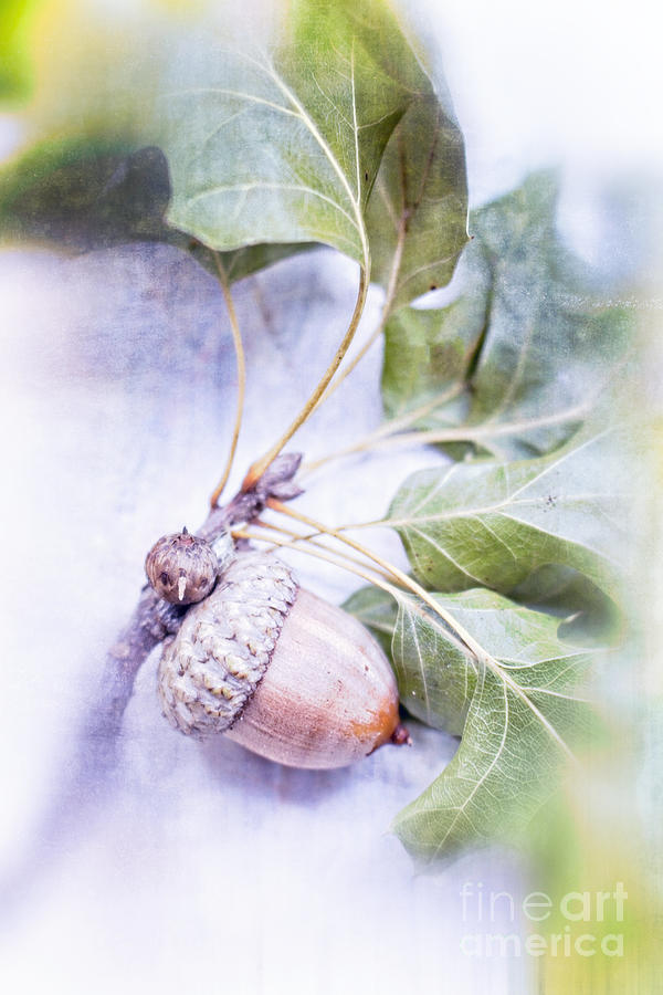 Acorn Decoration for Autumn Photograph by Ella Kaye Dickey