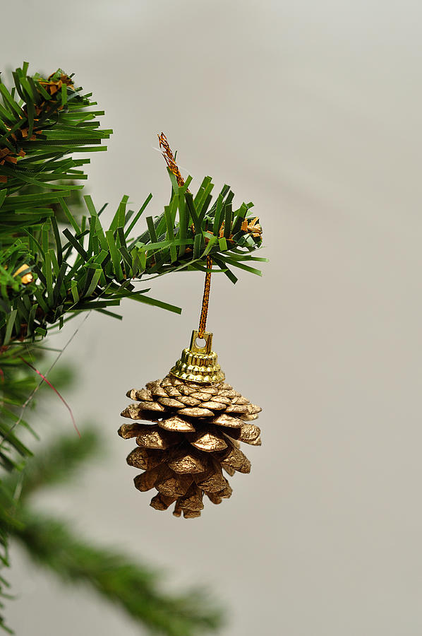 Acorn hanging on a Christmas tree branch Photograph by Marietjieopp
