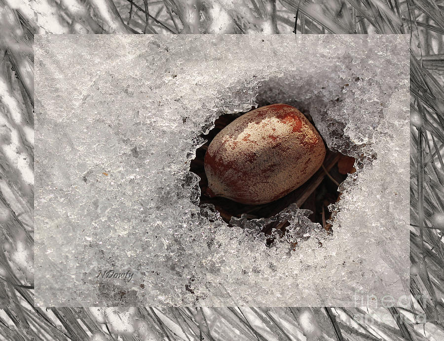 Acorn in Ice Photograph by Natalie Dowty