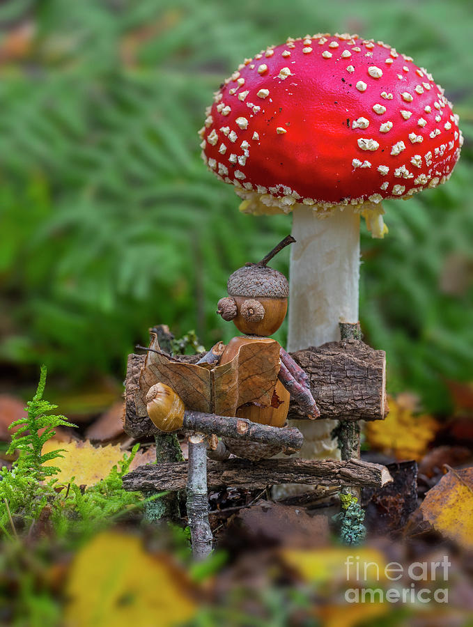 Fall Photograph - Acorn Man and Toadstool by Arterra Picture Library