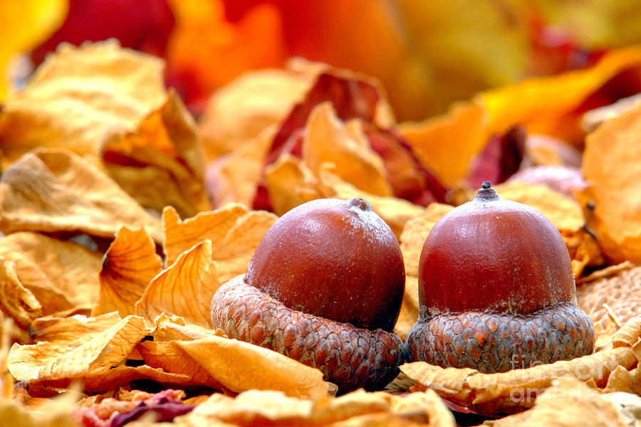 Acorn Oak Nut on Leaf Covered Fall Forest Floor Photograph by Olivier Le Queinec