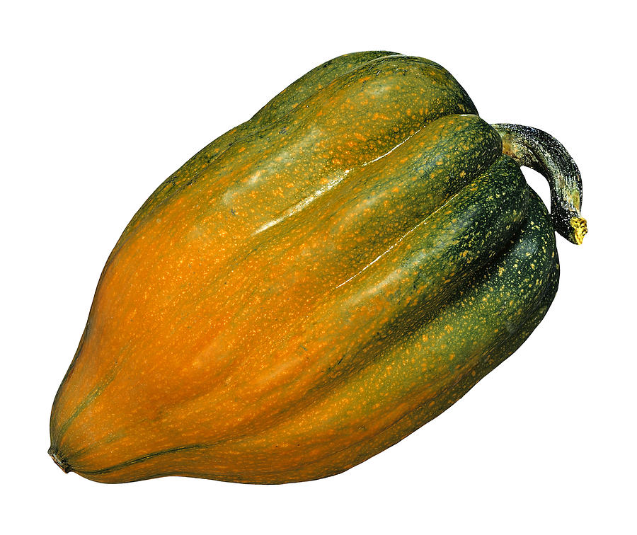 Acorn squash Photograph by Brand X Pictures
