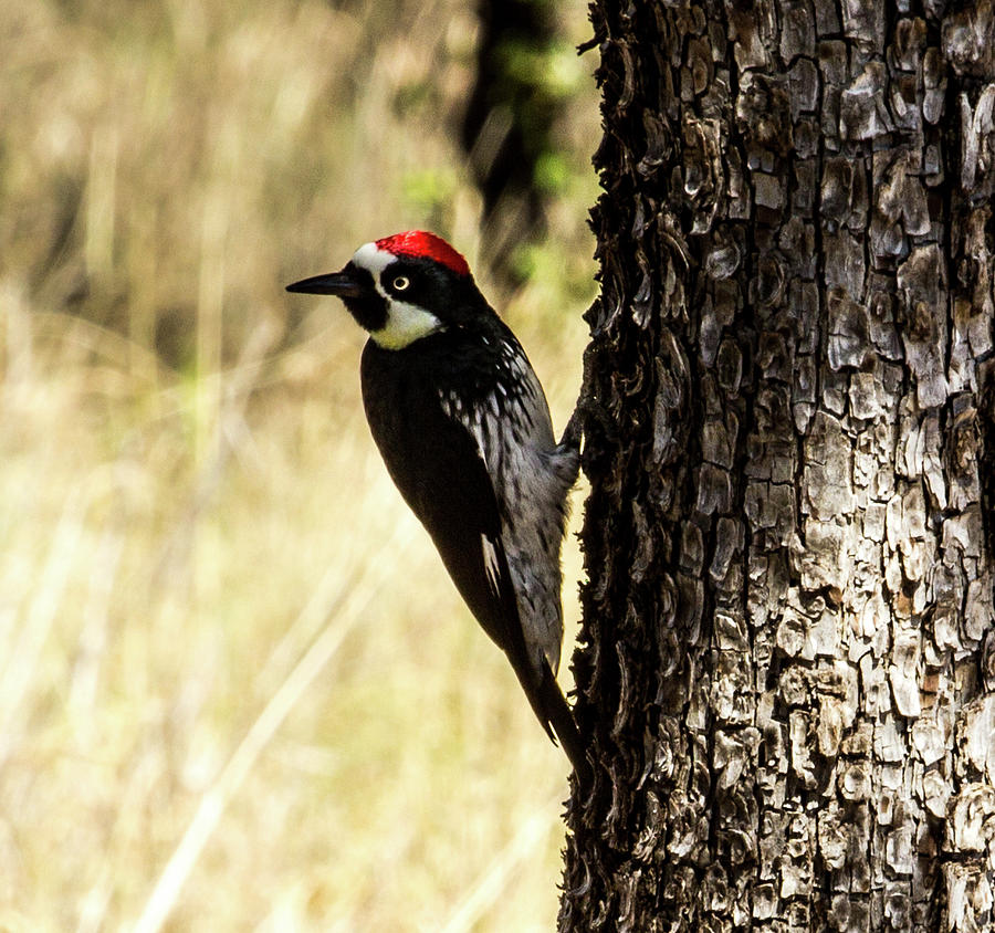 Acorn Woodpecker 10 Photograph by Renny Spencer - Fine Art America