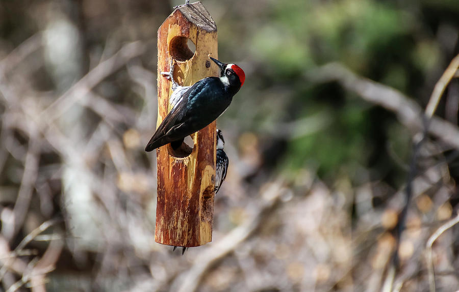 Acorn Woodpecker 2 Photograph by Dawn Richards