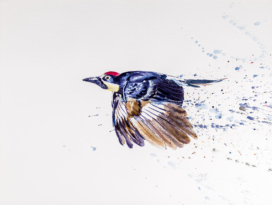 Wildlife Painting - Acorn Woodpecker #5403 by Daniel Lee Brown