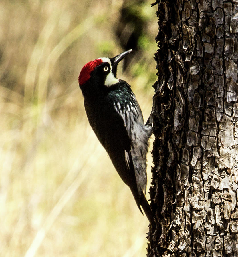 Acorn Woodpecker 9 Photograph by Renny Spencer - Fine Art America