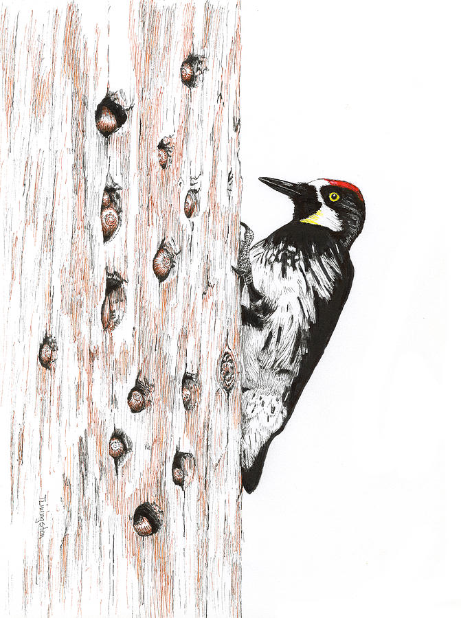 Acorn Woodpecker and His Stash Drawing by Timothy Livingston