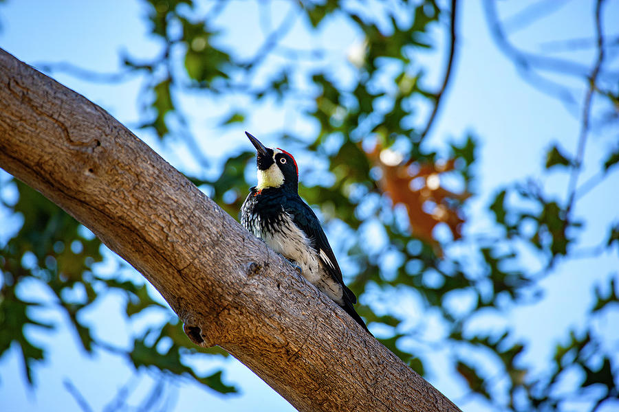 Acorn Woodpecker Photograph by Anthony Jones