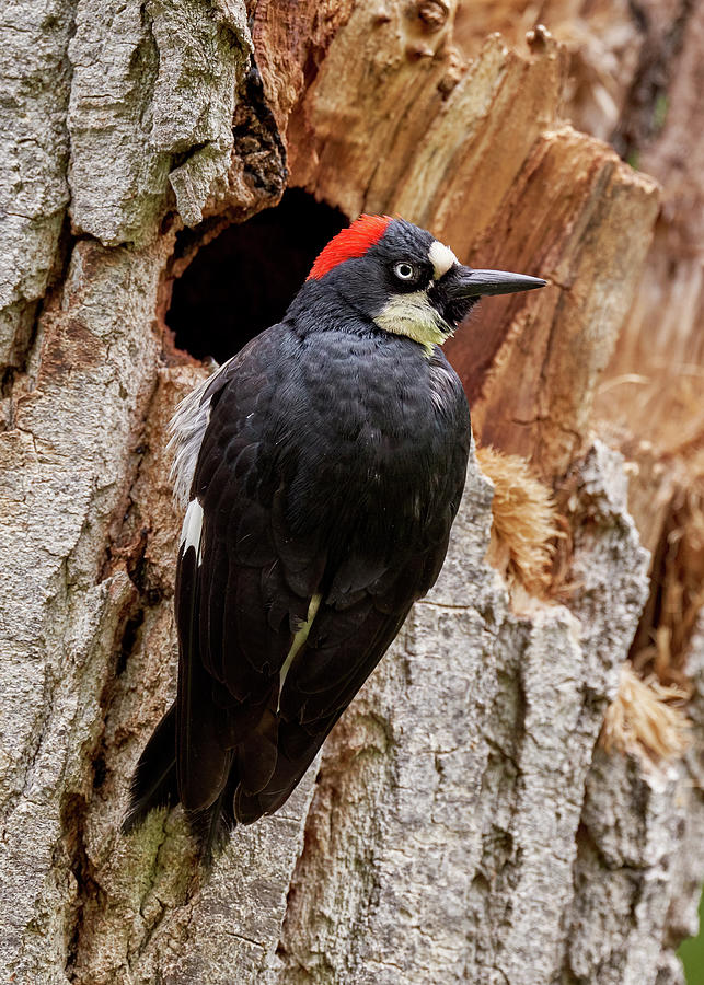 Birds Photograph - Acorn Woodpecker at nest cavity, Sacramento County California by Doug Herr Birds Photograph - Acorn Woodpecker at nest cavity, Sacramento County California by Doug Herr