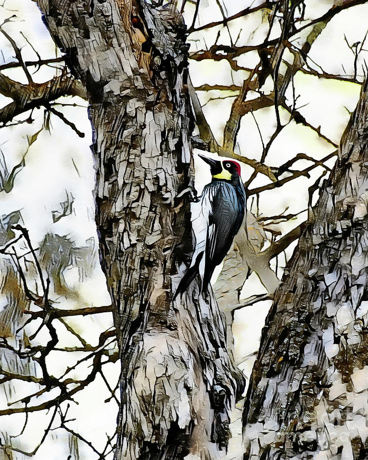 Acorn Woodpecker Digital Art by Denise Deiloh