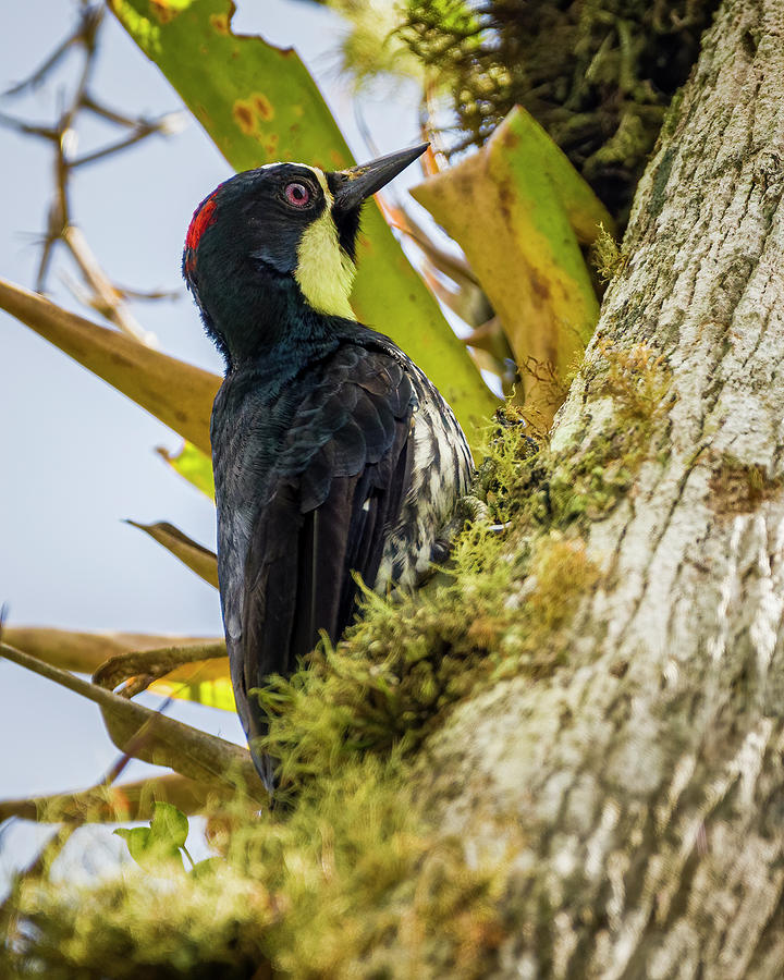 Acorn Woodpecker Finca Florida Cali Valle del Cauca Colombia Photograph by Adam Rainoff
