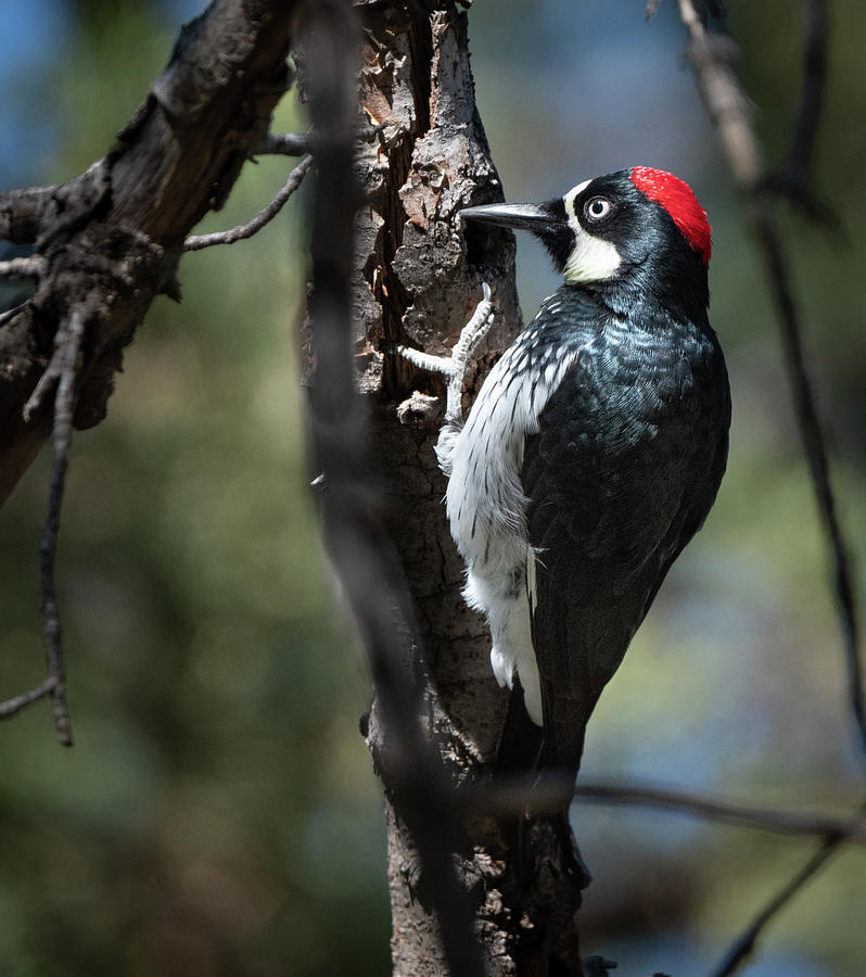 Acorn Woodpecker Photograph by Hershey Art Images