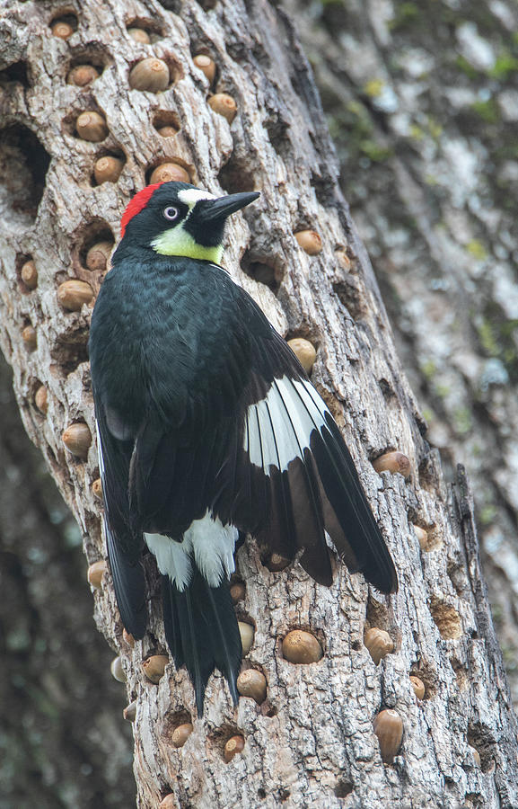 Acorn Woodpecker Photograph by Kent Keller