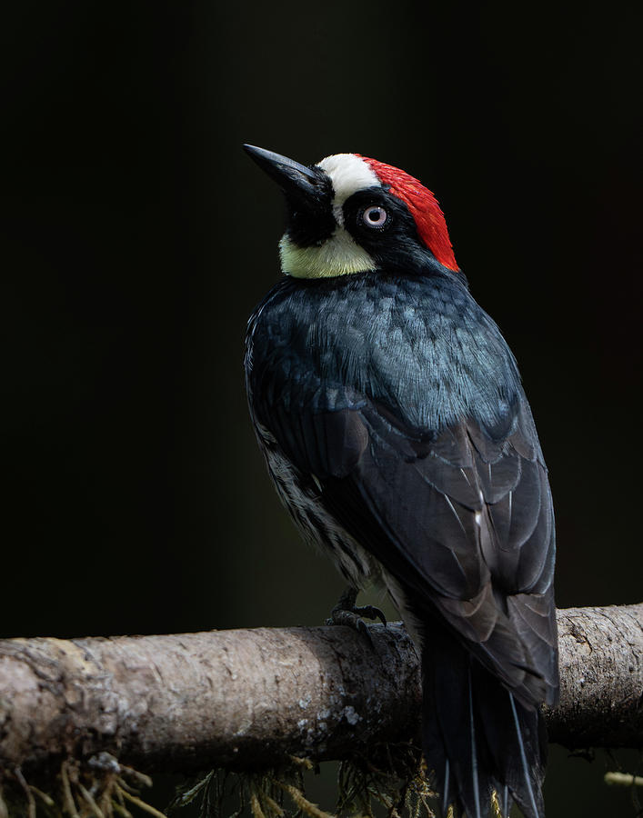 Acorn Woodpecker Photograph by Mary Catherine Miguez