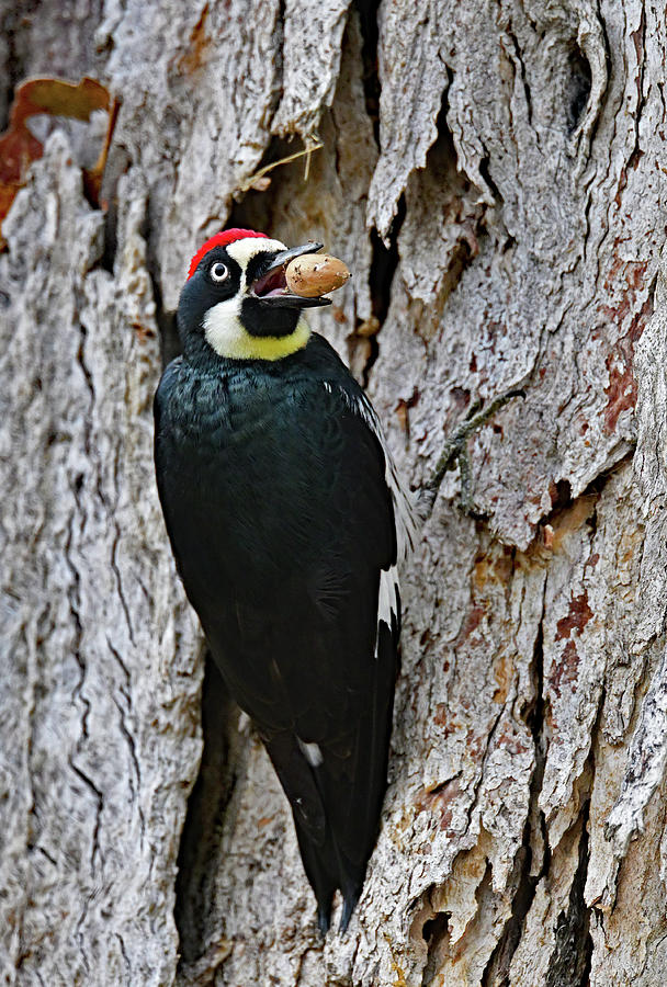 Acorn Woodpecker -  Melanerpes formicivorus Photograph by Amazing Action Photo Video