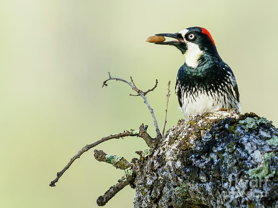 Acorn Woodpecker Photograph by Michael Hodgson
