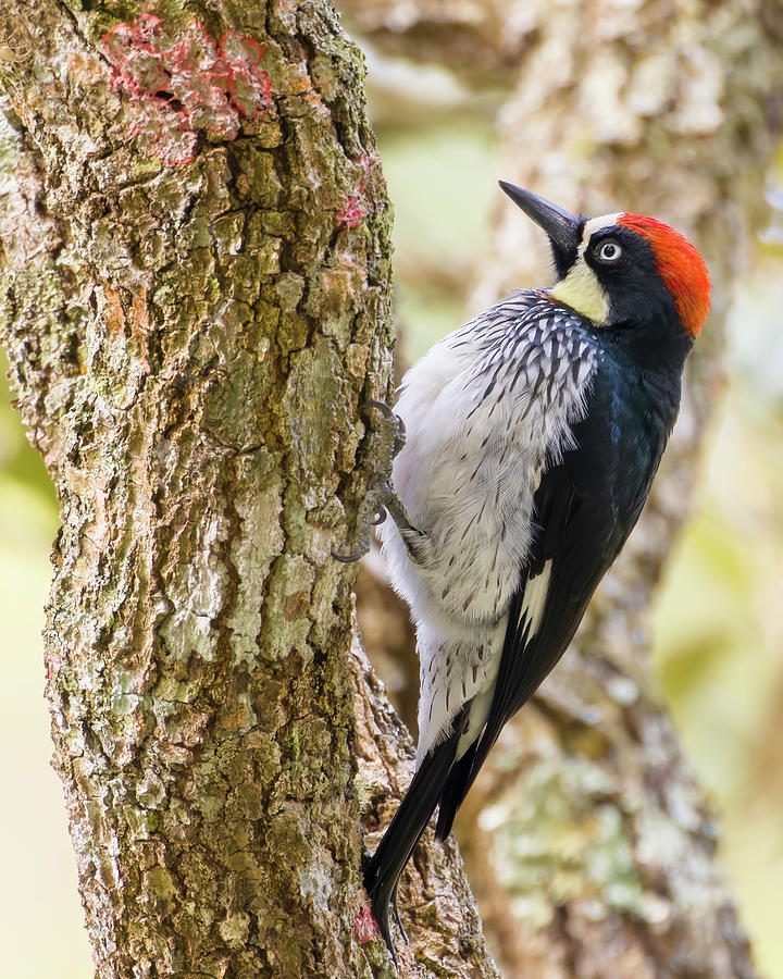 Acorn Woodpecker Monte Verde Santa Rosa de Copan Honduras Photograph by Adam Rainoff