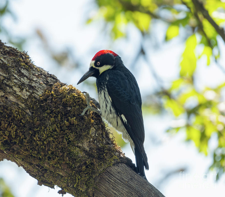 Acorn Woodpecker Photograph by Nick Boren