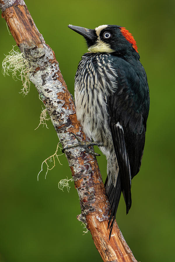 acorn woodpecker feather