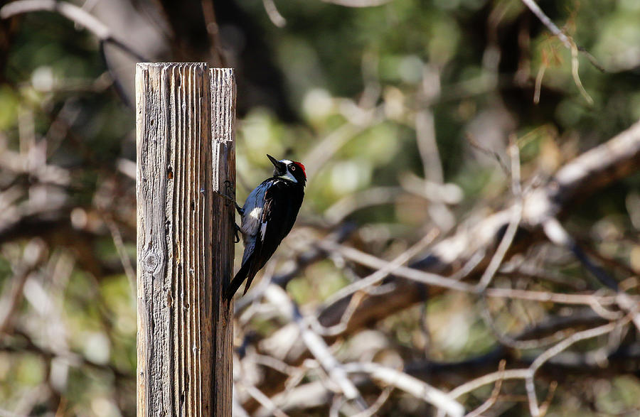 Acorn Woodpecker on Post Photograph by Dawn Richards