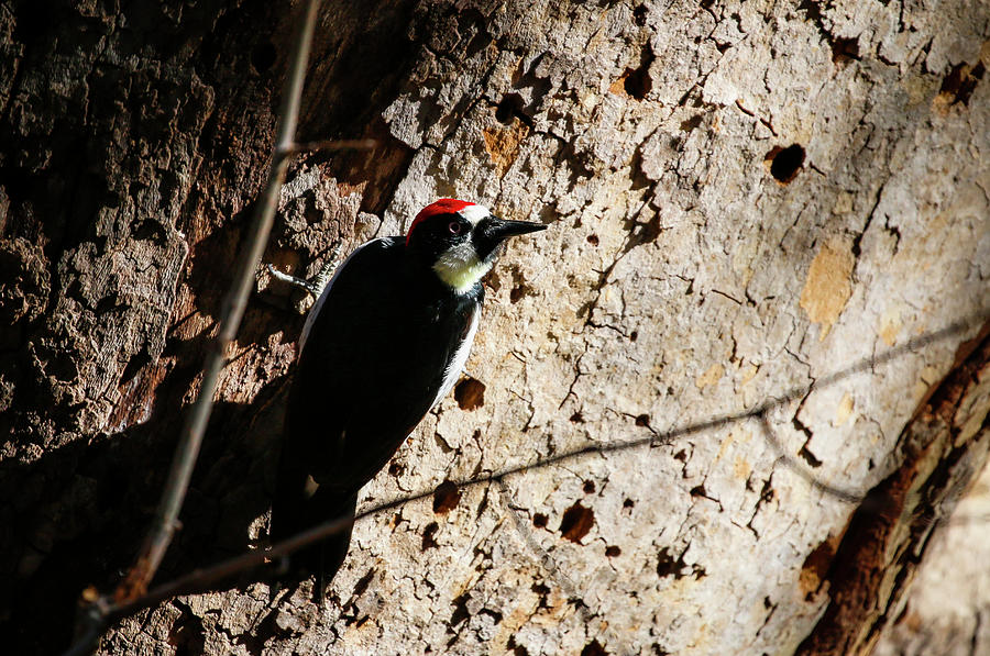 Acorn Woodpecker on Tree Photograph by Dawn Richards