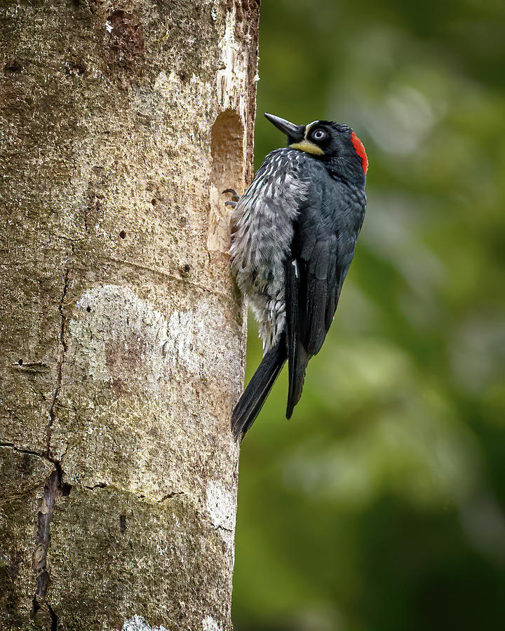 Acorn Woodpecker Otun Quimbaya Pereira Colombia Photograph by Adam Rainoff