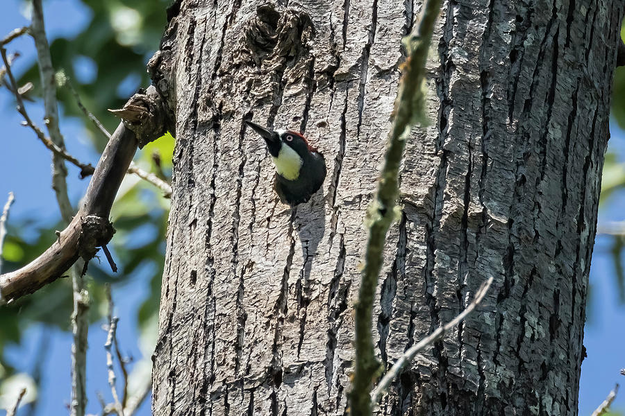 Acorn Woodpecker Peeking Out of Its Hole Photograph by Belinda Greb