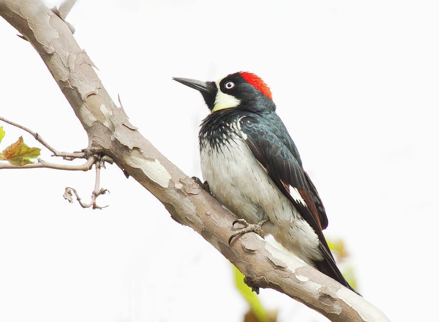 Acorn Woodpecker Photograph by Ram Vasudev