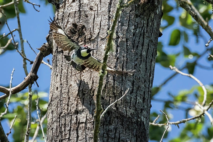 Acorn Woodpecker Taking Off From Its Hole Photograph by Belinda Greb