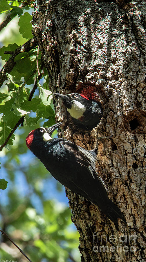 Acorn Woodpeckers 2 Photograph by Mitch Shindelbower