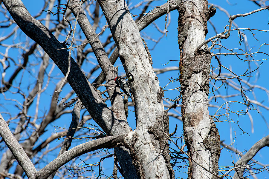 Acorn Woodpeckers in Tree Photograph by Anthony Jones