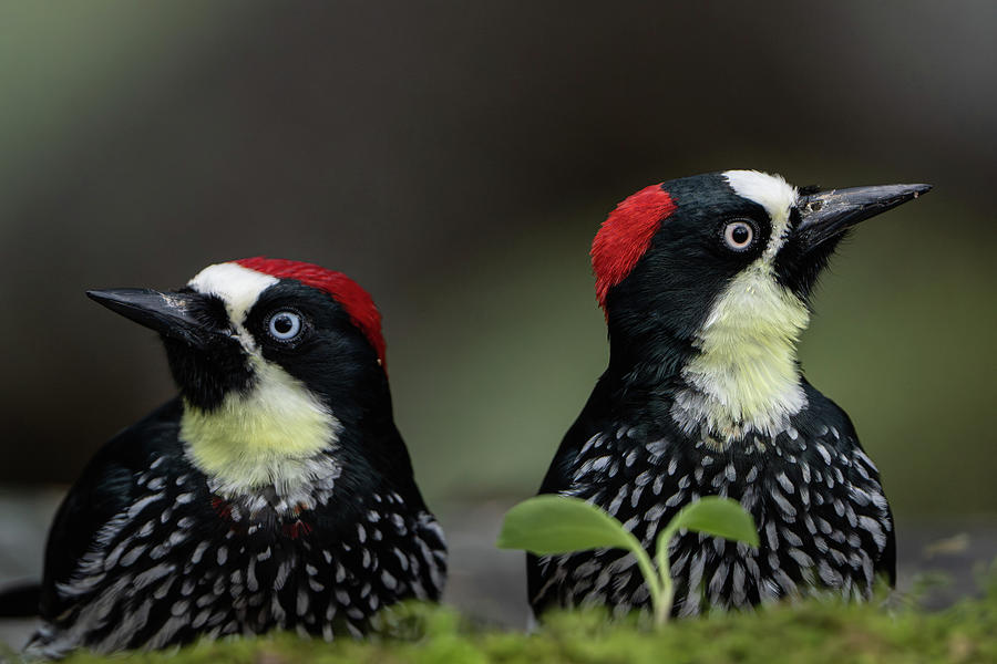 Acorn Woodpeckers Photograph by Mary Catherine Miguez