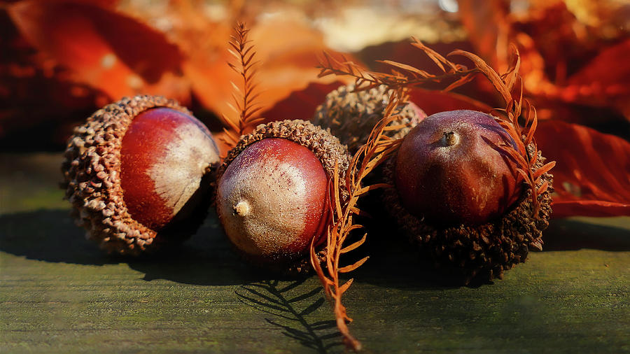 Acorns and Dried Leaves, Autumn Decor Photograph by Sandra Js