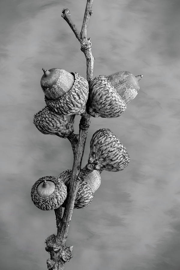 Acorns in Black and White Photograph by Tom Mc Nemar