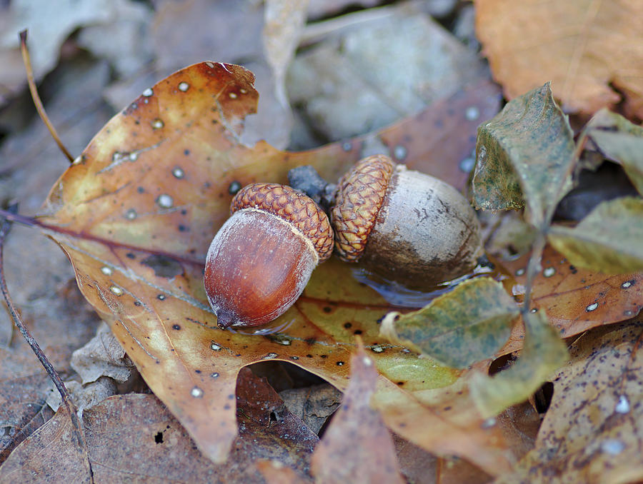 Acorns on an Oak Leaf Photograph by Chris Pappathopoulos