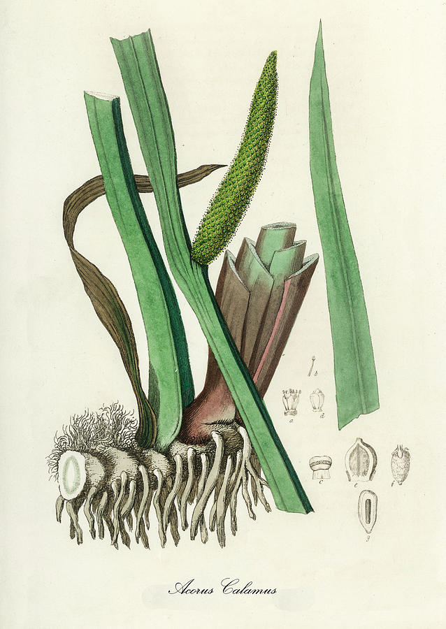 Acorus Calamus - Sweet Flag -  Medical Botany - Vintage Botanical Illustration - Plants and Herbs Digital Art by Studio Grafiikka