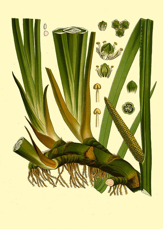 Acorus calamus Drawing by Walther Otto Mueller