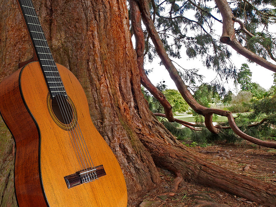 Acoustic Guitar Serenade For Trees Photograph by Gill Billington