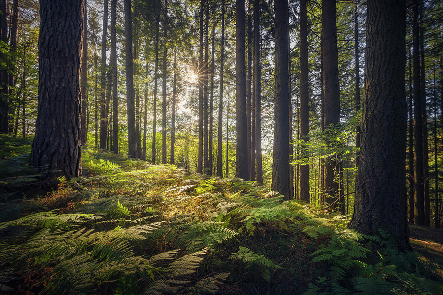 Acquerino nature reserve forest. Trees and ferns in the morning. Photograph by Stefano Orazzini