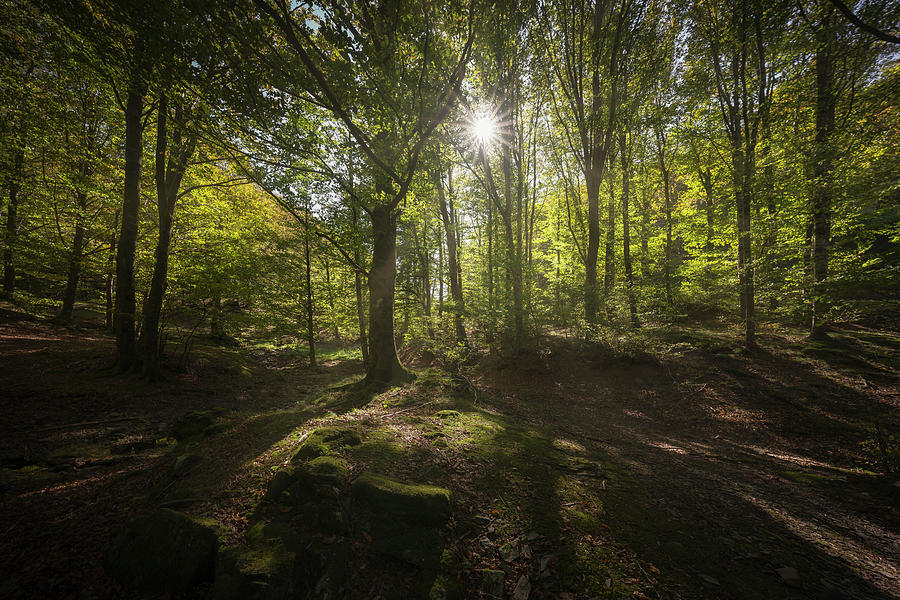 Acquerino nature reserve forest. Trees and sun. Tuscany Photograph by Stefano Orazzini
