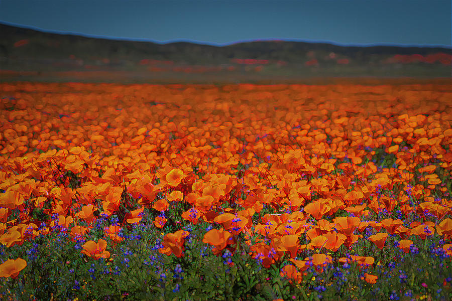 Acres and Acres of California Poppies 2 Photograph by Lindsay Thomson