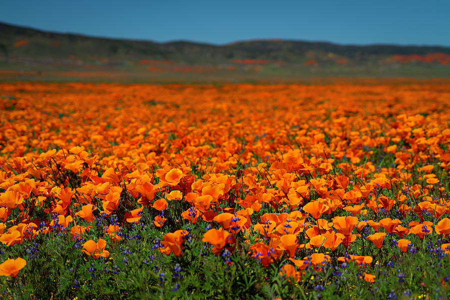 Acres and Acres of California Poppies Photograph by Lindsay Thomson