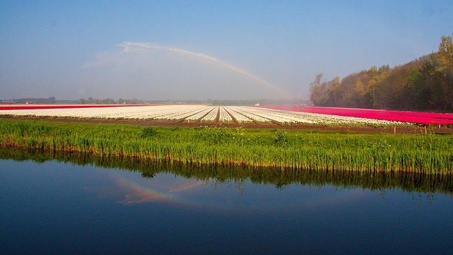 Acres of blooming flowers during spring in the Netherlands Photograph by Flottmynd