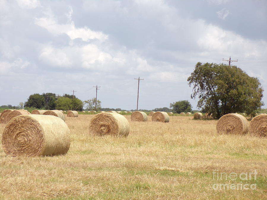 Acres of Fresh Hay Bales-nine Photograph by Joney Jackson