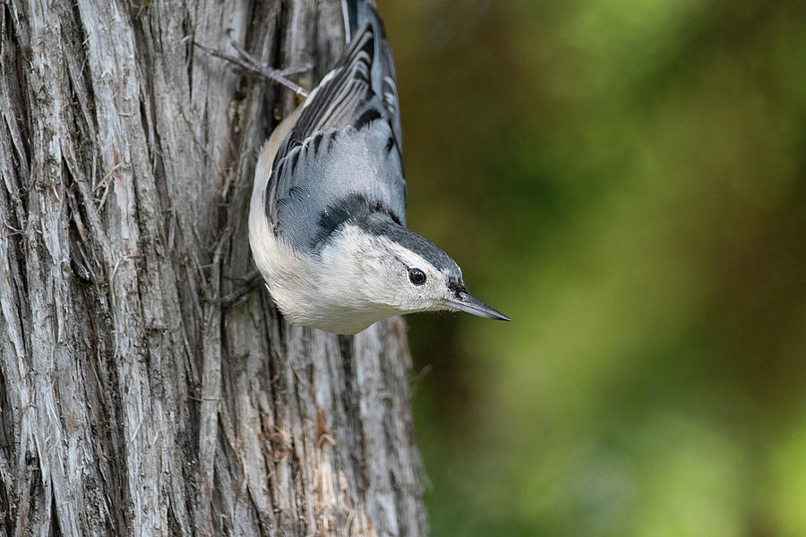 Acrobat - White-breasted Nuthatch - Sitta Carolinensis Photograph By 