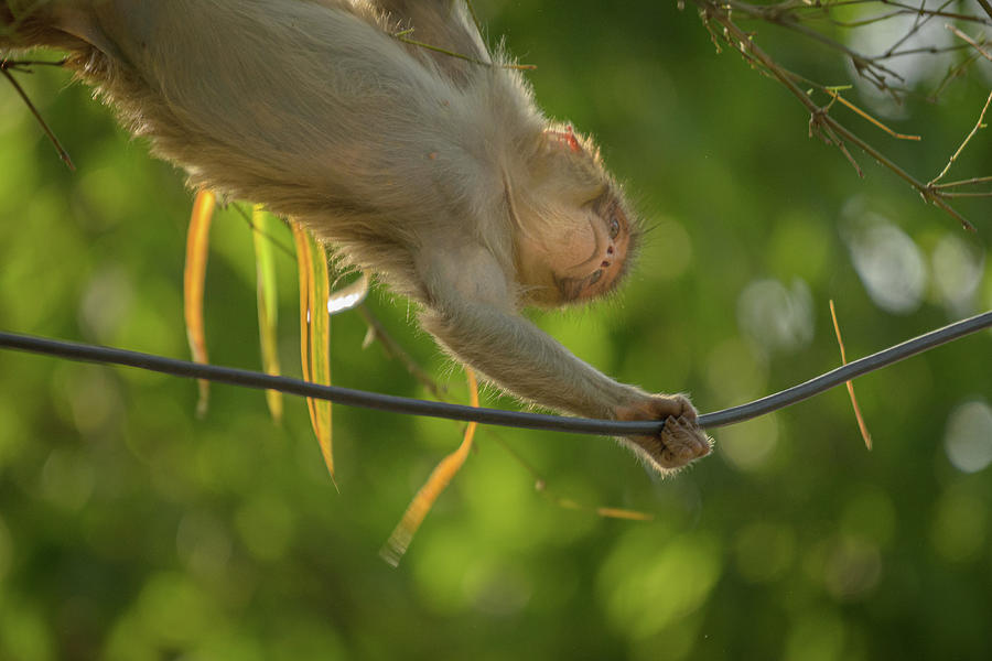 Acrobatic Juvenile Macaque Photograph by Adrian O Brien