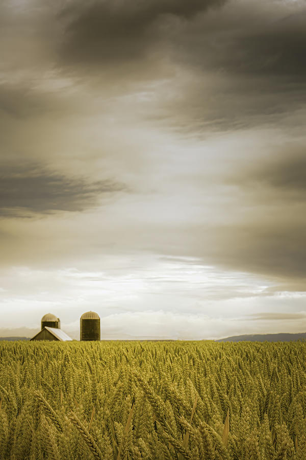 Across the Wheat Field Photograph by Don Schwartz
