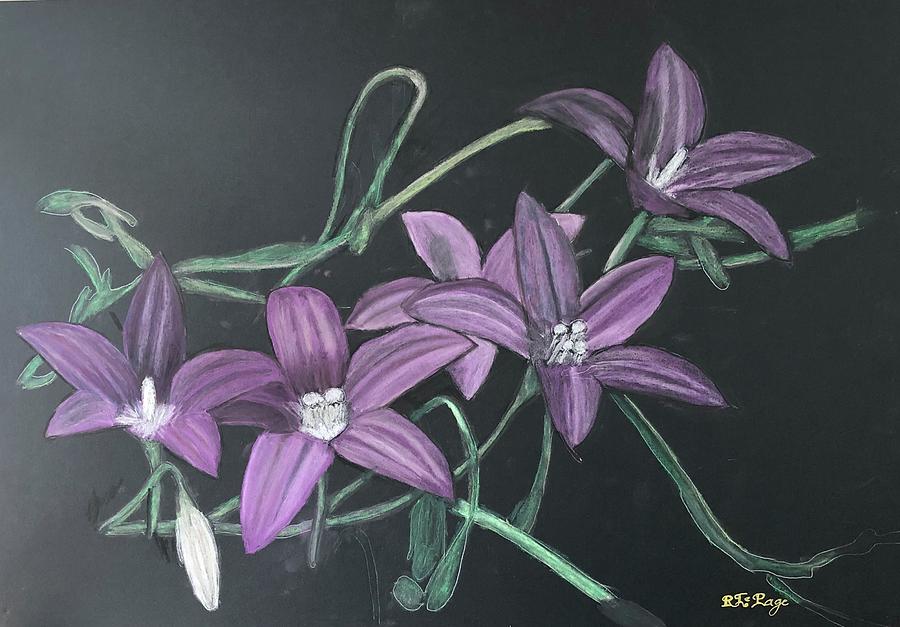 ACT Royal Australian Bluebell Pastel by Richard Le Page