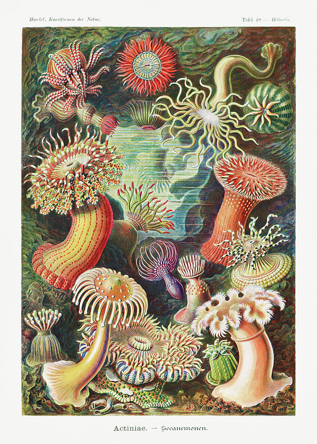 Actiniae - Ernst Haeckel Illustration -Sea Anemone Digital Art by ...